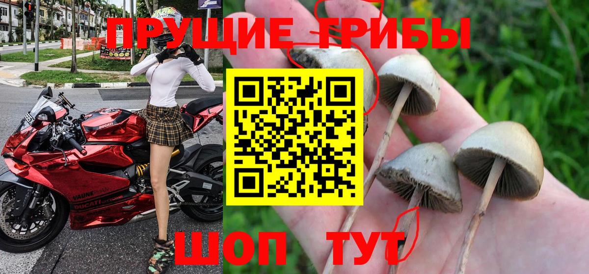 Галлюциногенные грибы прущие грибы Тайшет